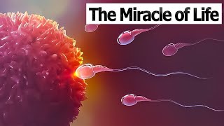 CONCEPTION TO FETUS  The Miracle of Life  Medical 3D Animation of ConceptionFertilization [upl. by Collyer291]