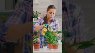 3 Easiest Plants to Grow at Home in Under 40 Seconds garden plants growingplants growplants [upl. by Moya]