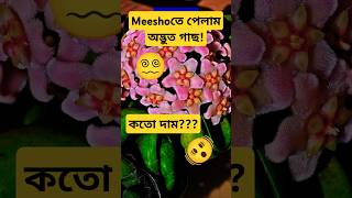 Meesho তে পেলাম Hoya Compacta🫨hoyaplanthoyacompactahinduropeexoticplantmeeshohaul shortsvideo [upl. by Akiemat]