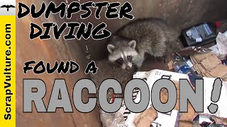 RACCOON Dumpster Diving and Raccoons  The Sad True Story [upl. by Cathee]