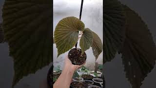 Begonia Lambii 🌱🌱🌱 [upl. by Rheba]