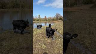 Crazy Calves elmer gingy valentine brangus calves funny happy cattle shortsfeed animals [upl. by Darnok]