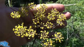 Bronze Fennel  Foeniculum vulgare  Taste Test and Review [upl. by Bautram]