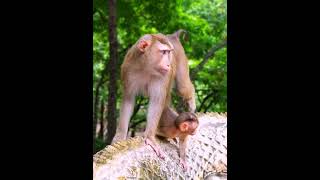 monkey man trailermonkey [upl. by Sonafets]