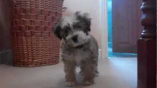 Tibetan Terrier Puppy [upl. by Quitt18]