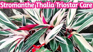 Stromanthe thalia triostar plant care  Tips to keep stromanthe triostar alive  gardening tips [upl. by Roots]