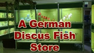 Diskus Markt  A Great Discus Fish Store in Germany [upl. by Attey655]