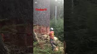 Cutting big tree treefelling satisfyingvideo shorts [upl. by Thomasa499]