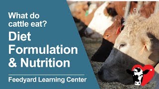 What Do Cattle Eat Diet Formulation amp Nutrition [upl. by Ericksen]