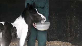 Shaking Stephens Story  Redwings Horse Sanctuary [upl. by Eimirej]