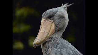 Shoebill storks sound effectThe Prehistoric bird [upl. by Inatsed]