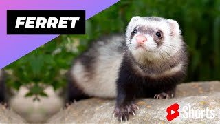 Ferret 🦡 An Alternative Animal To Have As A Pet shorts [upl. by Nalyd]