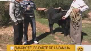 Un toro de lidia como mascota en quotAndalucía Directoquot [upl. by Enylcaj]