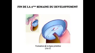 EMBRYOLOGIE La 2 deuxième semaine du developpement [upl. by Gasperoni]