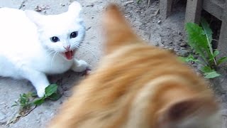 White cat very angry [upl. by Curzon]