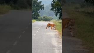 Sourav bhai ko Etna pass sa Tiger dhik gya travel chittorgarhfort souravjoshinewvlog [upl. by Ailati]