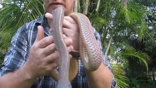 Snakes of the Kruger Park Cape File Snake [upl. by Ettelracs]