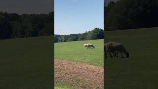 National Trust  Tatton Park United Kingdom 🇬🇧 [upl. by Ignatia180]