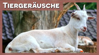 Tiergeräusche  Ziege 🐐 [upl. by Einomrah]