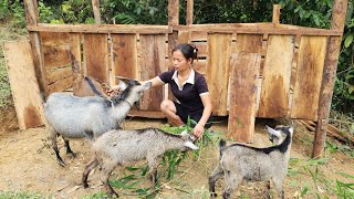 How to build a wooden goat barn Getting goats into the barn l Lý Thị An [upl. by Schwitzer]