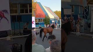 Horses of Russia Arabian breed russia moscow horse [upl. by Terrej88]