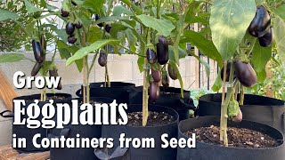 How to Grow Eggplants in Containers from Seed  Easy planting guide [upl. by Euqinmod854]