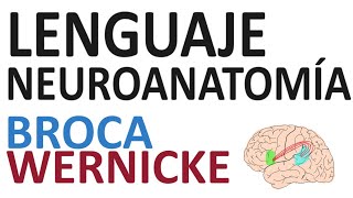 Neuroanatomía  Lenguaje área de Broca y área de Wernicke [upl. by Dixie497]