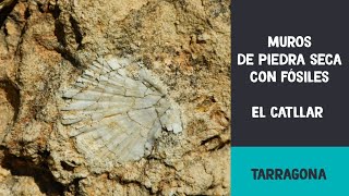 Muros de piedra seca con fósiles  El Catllar Tarragona [upl. by Aihsatsan]