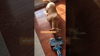 Twix vs the vacuum 🤦🏾‍♀️ [upl. by Aniloj]