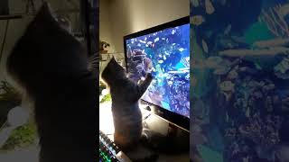 My cat and fishes 🐠 He tried cat cats fish cute funny [upl. by Judas]