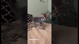 best days with you Miko cute kitten mainecoon cuddly shorts youtubeshorts [upl. by Atrim]