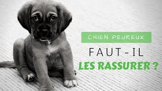 Chiens peureux  fautil les rassurer [upl. by Marquardt485]