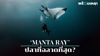 กระเบนยักษ์ Manta ray คือปลาที่ฉลาดที่สุดในโลก [upl. by Oballa]