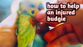 What to do when a Bird is injured how to stop bleeding 🦜birds viral cute [upl. by Akira]