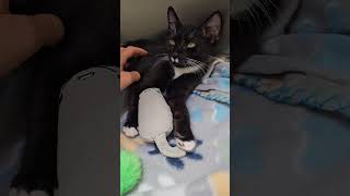 Mustachio the Tuxedo Kitten Enjoys Pettings from His Foster Mom [upl. by Barfuss]