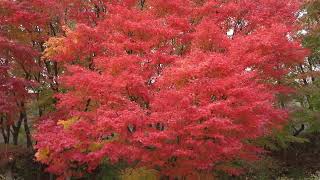 茅野市の紅葉、Autumn leaves in Chino CityNagano Pref [upl. by Coleen]