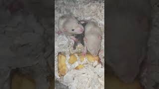 baby rats amp baby squirrel learning how2eat [upl. by Eelanej209]