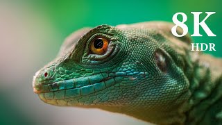 8K VIDEOS  World 8K Videos HDR UltraHD 120 FPS  Sony Demo [upl. by Iain]