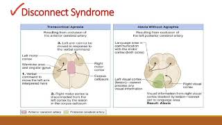 Disconnect Syndromes  Transcortical Apraxia amp Alexia without Agraphia [upl. by Waddell200]