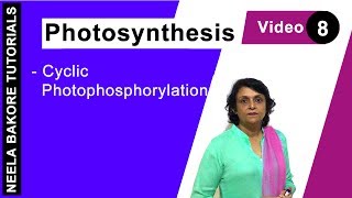 Photosynthesis  NEET  Cyclic Photophosphorylation  Neela Bakore Tutorials [upl. by Rosalyn834]