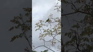 Monk Parakeet collecting sticks for nest bulding birds birdwatching parrot parakeet [upl. by Derk]