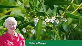 Tennyson Dunes audio tour  Part 37  Native juniper spoken by Valerie Wales [upl. by Pontone]