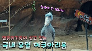 국내투어KoreaTour국내 유일 한국에 단 한마리 뿐인 멸종위기종이 살고 있는 아쿠아리움 🐳 [upl. by Atarman]