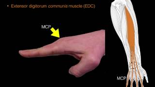 Forearm extensor muscles [upl. by Akialam]