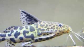 Synodontis Multipunctatus x Petricola Hybrid [upl. by Abraham]