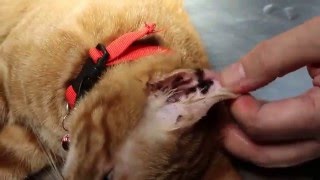 Cat Handling Skill  How to handle a ferocious cat for ear irrigation Pt 1 [upl. by Nilo]