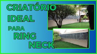 QUAL TIPO IDEAL DE CRIATÓRIO PARA RING NECKCortes da Live [upl. by Powell]