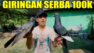 GREBEK MENEMUKAN PENJUAL MERPATI HARGA SERBA 100K [upl. by Hadwyn438]