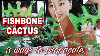 3 Ways to Propagate Fishbone CactusGee Channel Official [upl. by Nilhsa161]