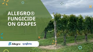 Allegro fungicide on grapes [upl. by Arhsub276]